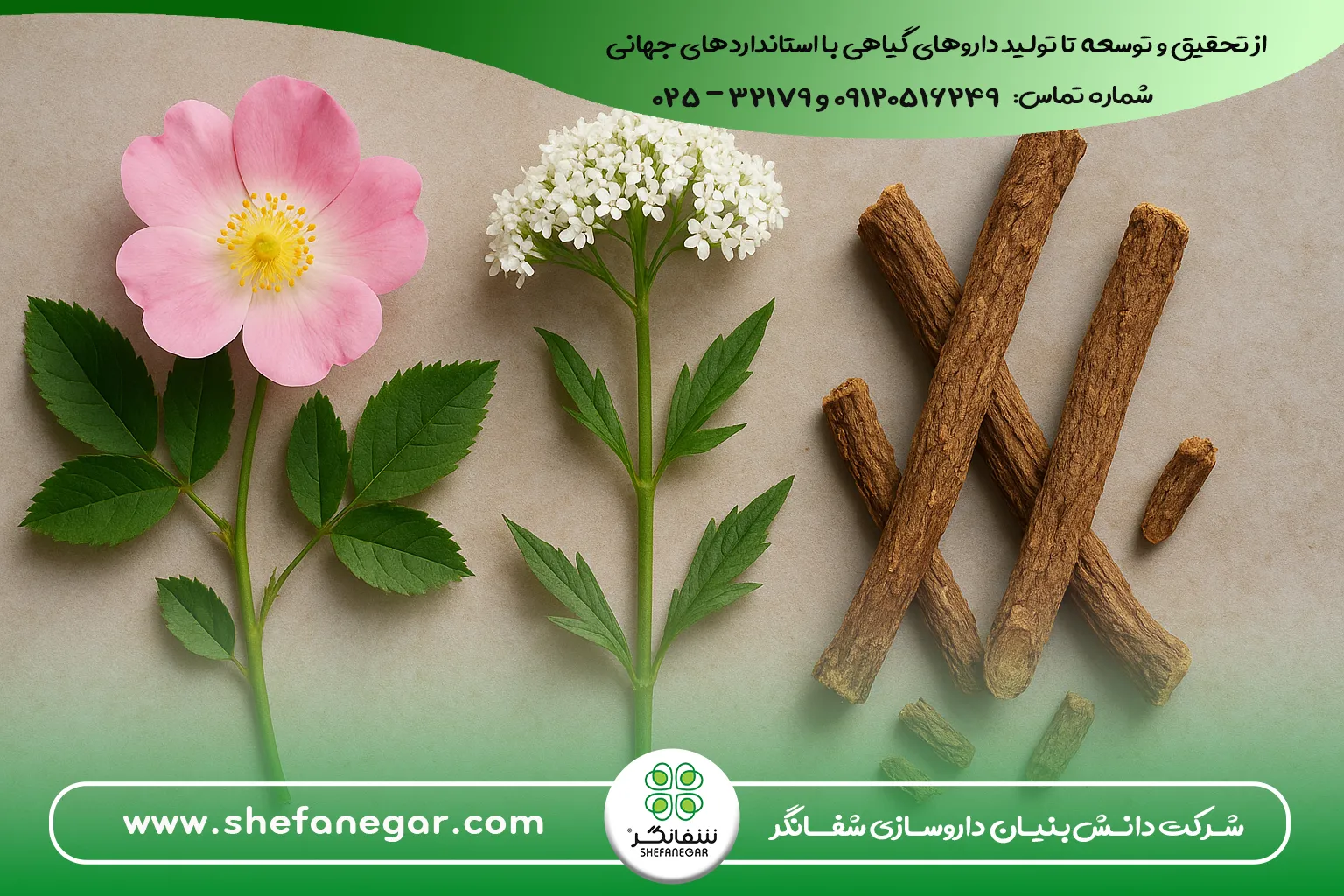 درمان-ترش-کردن-معده با گل محمدی - سنبل الطیب- شیرین‌بیان